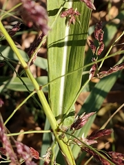 Panicoideae