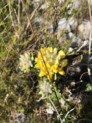 Aspalathus aspalathoides