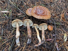 Tricholoma pessundatum