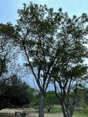 Albizia amara sericocephala