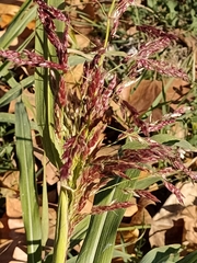 Panicoideae