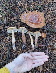 Tricholoma pessundatum