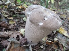 Lycoperdon perlatum