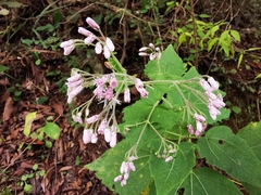 Peteravenia malvifolia