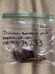 Tricholoma pessundatum