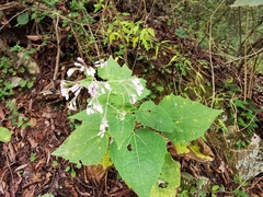 Peteravenia malvifolia