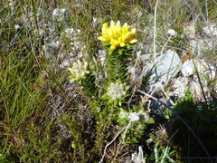 Aspalathus aspalathoides