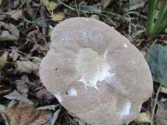 Lycoperdon perlatum