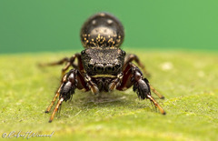 Harmochirus luculentus