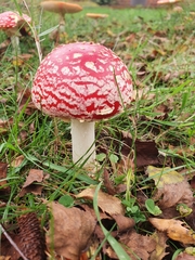 Amanita muscaria