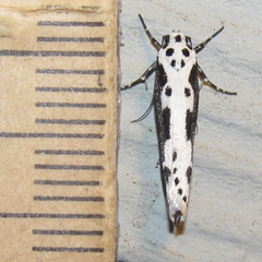 Ethmia semilugens