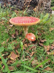 Amanita muscaria