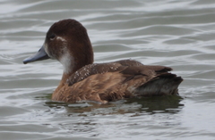 Netta erythrophthalma