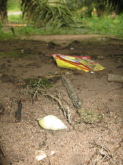 Amphidromus atricallosus perakensis