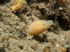 Quasillina brevis