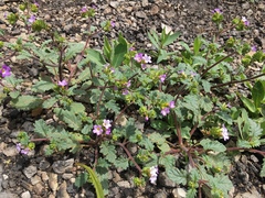 Phacelia suaveolens