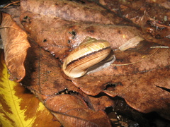 Cyclophorus malayanus