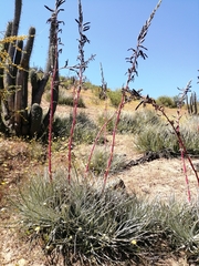 Puya coerulea