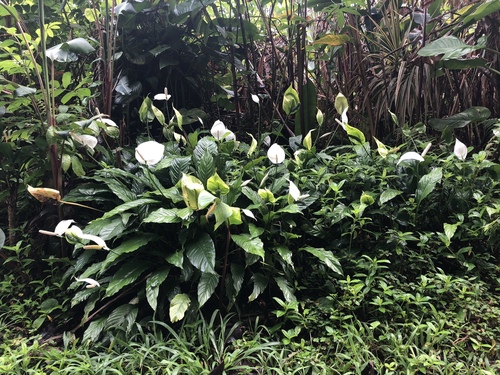 Spathiphyllum wallisii