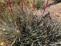 Puya coerulea