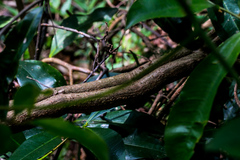 Cyphostemma hypoleucum