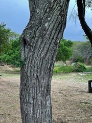Albizia amara sericocephala
