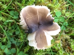 Dermoloma cuneifolium