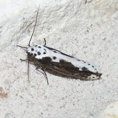 Ethmia semilugens