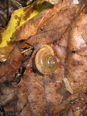 Cyclophorus malayanus