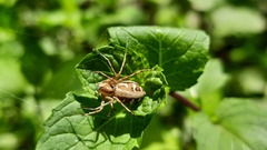 Oxyopes globifer