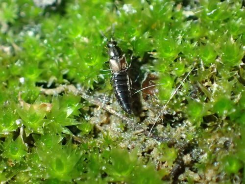 iNaturalist observation photo of Aleocharinae