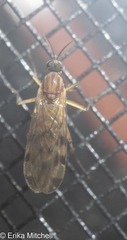 Sylvicola fenestralis