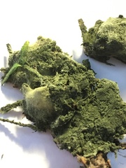 Trichoderma harzianum