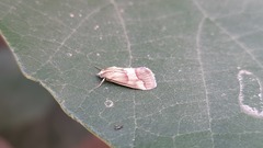 Tegostoma baphialis