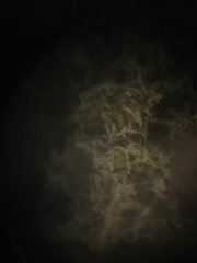 Trichoderma harzianum