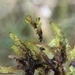 Scorpidium cossonii - Photo (c) yjkiwilee, algunos derechos reservados (CC BY), subido por yjkiwilee