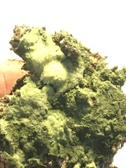 Trichoderma harzianum