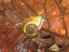 Cyclophorus malayanus
