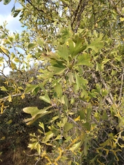 Crataegus