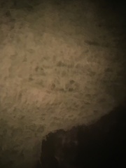 Trichoderma harzianum