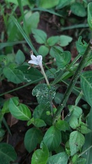Rhinacanthus gracilis