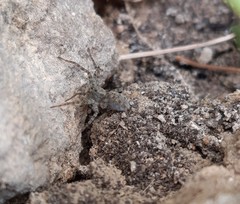 Lycosidae