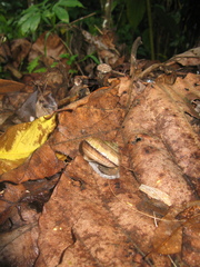 Cyclophorus malayanus