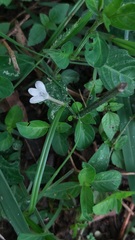 Rhinacanthus gracilis