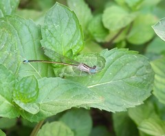 Ischnura