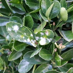 Erysiphe euonymi-japonici