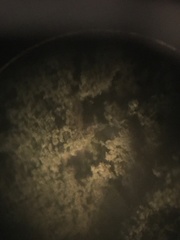 Trichoderma harzianum