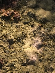 Trichoderma harzianum