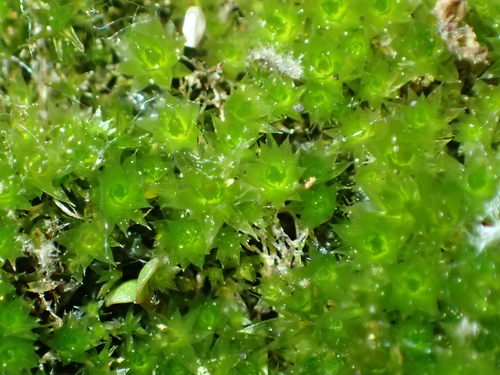 iNaturalist observation photo of Joint-toothed Mosses