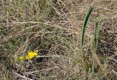 Hypoxis acuminata
